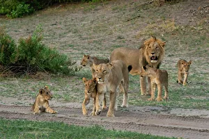 Savanna Prints: Lion pride (Panthera leo), Savuti, Chobe National Park, Botswana, Africa