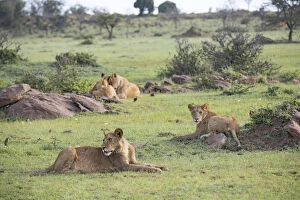 Looking Away Gallery: Lion pride relaxing on the Maasai Mara, Kenya, East Africa, Africa