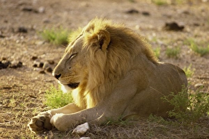 Samburu Prints: Lion, Samburu National Reserve