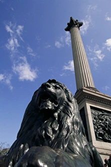 Trafalgar Square Prints: Lion statue below Nelsons Column, Trafalgar Square, London, England