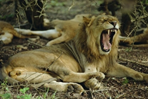 Yawning Prints: Lion, Umfolozi game reserve