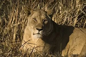 Images Dated 17th July 2007: Lioness, Busanga Plains, Kafue National Park, Zambia, Africa