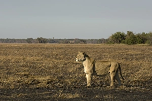 Images Dated 17th July 2007: Lioness, Busanga Plains, Kafue National Park, Zambia, Africa