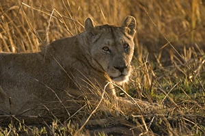 Images Dated 18th July 2007: Lioness, Busanga Plains, Kafue National Park, Zambia, Africa