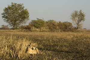 Images Dated 17th July 2007: Lioness, Busanga Plains, Kafue National Park, Zambia, Africa