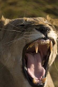 Images Dated 17th July 2007: Lioness, Busanga Plains, Kafue National Park, Zambia, Africa