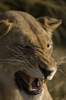 Images Dated 17th July 2007: Lioness, Busanga Plains, Kafue National Park, Zambia, Africa