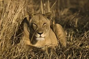 Images Dated 17th July 2007: Lioness, Busanga Plains, Kafue National Park, Zambia, Africa