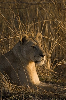 Images Dated 18th July 2007: Lioness, Busanga Plains, Kafue National Park, Zambia, Africa