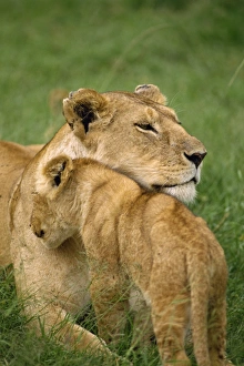 Affection Prints: Lioness and cub