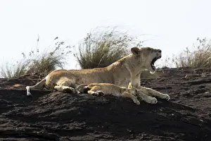 Lioness and cub on the Lion Rock, a promontory which has inspired the Disney movie
