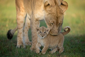 Masai Mara Prints: Lioness with cub, Masai Mara, Kenya, East Africa, Africa