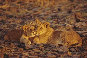 Cuddling Prints: Lioness and cub, Okavango Delta, Botswana, Africa