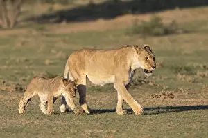 Northern Cape Prints: Lioness with cub (Panthera leo), Kgalagadi Transfrontier Park, Northern Cape, South Africa