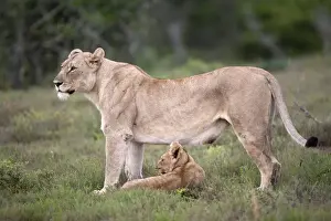 Eastern Cape Prints: Lioness with cub (Panthera leo) Kwandwe private reserve, Eastern Cape, South Africa