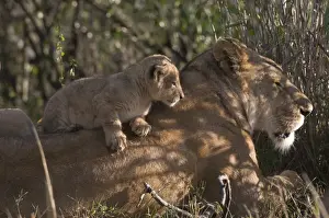 Feline Prints: Lioness and cub (Panthera leo), Masai Mara National Reserve, Kenya, East Africa, Africa