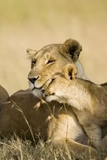 Lioness and cub (Panthera leo) showing affection