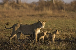 Lioness and cubs, Busanga Plains, Kafue National Park, Zambia, Africa