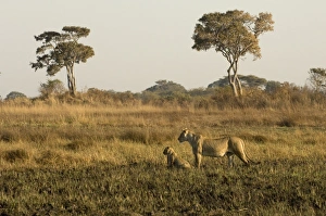 Lioness and cubs, Busanga Plains, Kafue National Park, Zambia, Africa Lioness and cubs, Busanga Plains, Kafue National Park, Zambia, Africa