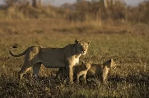 Images Dated 18th July 2007: Lioness and cubs, Busanga Plains, Kafue National Park, Zambia, Africa