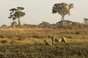 Images Dated 18th July 2007: Lioness and cubs, Busanga Plains, Kafue National Park, Zambia, Africa