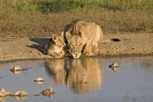 Images Dated 29th January 2008: Lioness and cubs (Panthera leo), Kgalagadi Transfrontier Park, Northern Cape