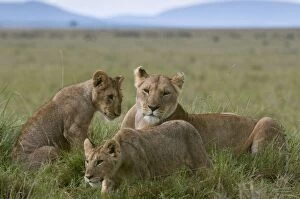 Lioness and cubs (Panthera leo), Masai Mara National Reserve, Kenya, East Africa, Africa