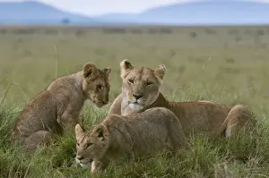 Lioness and cubs (Panthera leo), Masai Mara National Reserve, Kenya, East Africa, Africa
