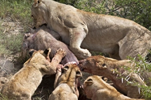 Killing Prints: Lioness with cubs (Panthera leo) on warthog kill, Kwandwe private reserve