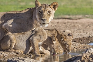 Lioness with cubs (Panthera leo) at water, Kgalagadi Transfrontier Park, Northern Cape