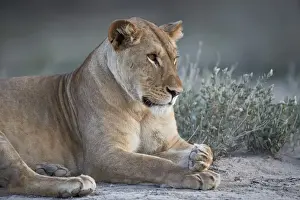Lioness (Lion) (Panthera leo), Ngorongoro Conservation Area, Tanzania, East Africa