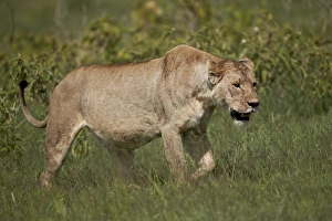 Lioness (Lion, Panthera leo), Ngorongoro Crater, Tanzania, East Africa, Africa