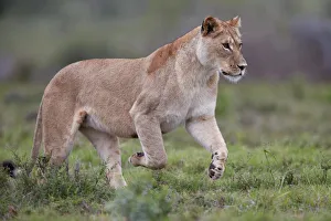Addo Elephant National Park Gallery: Lioness (Lion, Panthera leo) running, Addo Elephant National Park, South Africa, Africa