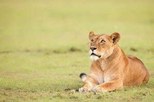 Lying On Front Prints: Lioness, Masai Mara, Kenya, East Africa, Africa