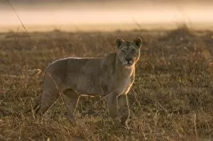 Images Dated 18th July 2007: Lioness in the mist at sunrise, Busanga Plains, Kafue National Park, Zambia, Africa