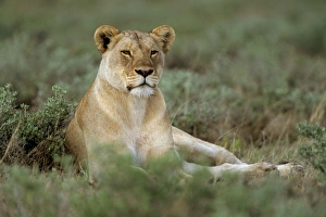 Lioness (Panthera leo)