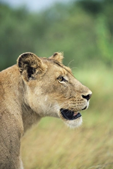Lioness, Panthera leo