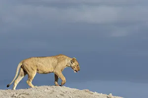Female Animal Prints: Lioness (Panthera leo), Amboseli national park, Kenya, East Africa