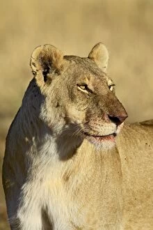 Images Dated 15th October 2006: Lioness (Panthera leo) with blood-covered mouth from a wildebeest kill