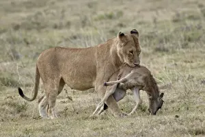 Lioness (Panthera leo) carrying a baby blue wildebeest (brindled gnu)