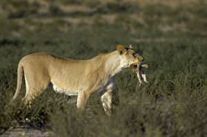 Mother And Young Prints: Lioness (Panthera leo) carrying cub to safety