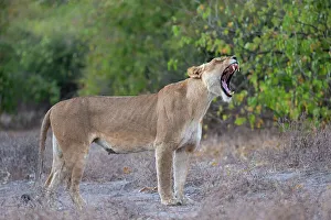 Female Animal Prints: Lioness (Panthera leo), Chobe National Park, Botswana, Africa