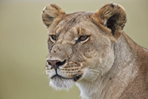 Lioness (Panthera leo) covered with flies, Serengeti National Park, Tanzania, East Africa, Africa