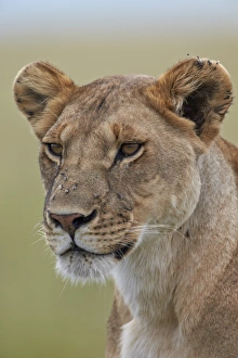 Animal Head Prints: Lioness (Panthera leo) covered with flies