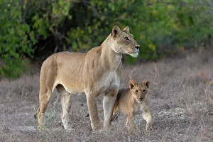 Female Animal Prints: Lioness (Panthera leo) and cub, Chobe National Park, Botswana, Africa