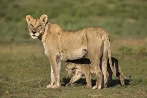 Wildlife Reserve Prints: Lioness (Panthera leo) with cub, Kgalagadi Transfrontier Park, Northern Cape, South Africa