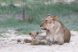 Bond Prints: Lioness (Panthera leo) with cub