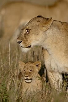 Lioness (Panthera leo) and cub, Masai Mara National Reserve, Kenya, East Africa, Africa