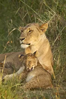 Lioness (Panthera leo) with cub, Masai Mara National Reserve, Kenya, East Africa, Africa
