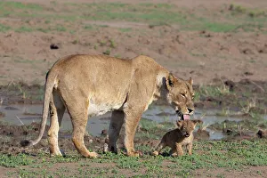 Female Animal Prints: Lioness (Panthera leo) with cub, Mashatu Game Reserve, Botswana, Africa